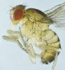 Drosophila immigrans